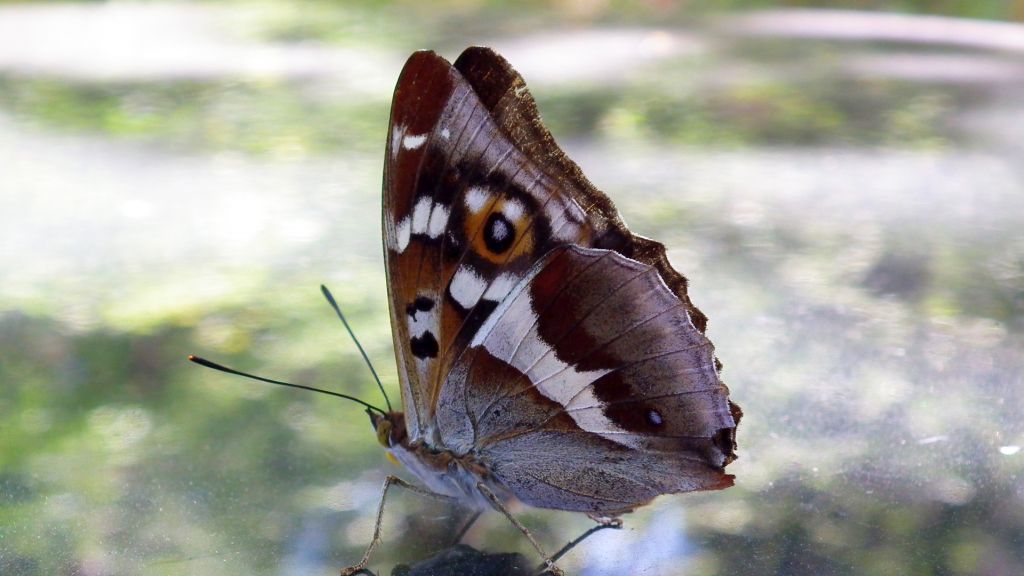 Mieniak tęczowiec (Apatura iris)