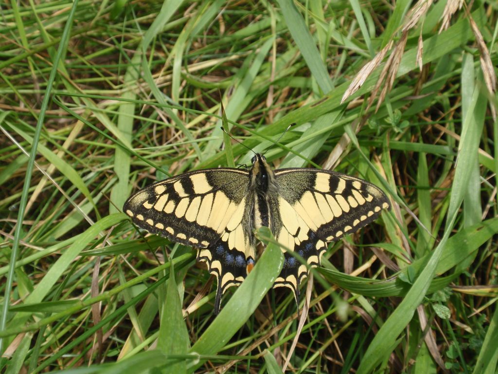 Paź królowej (Papilio machaon)