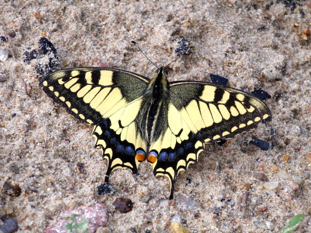 Paź królowej (Papilio machaon)