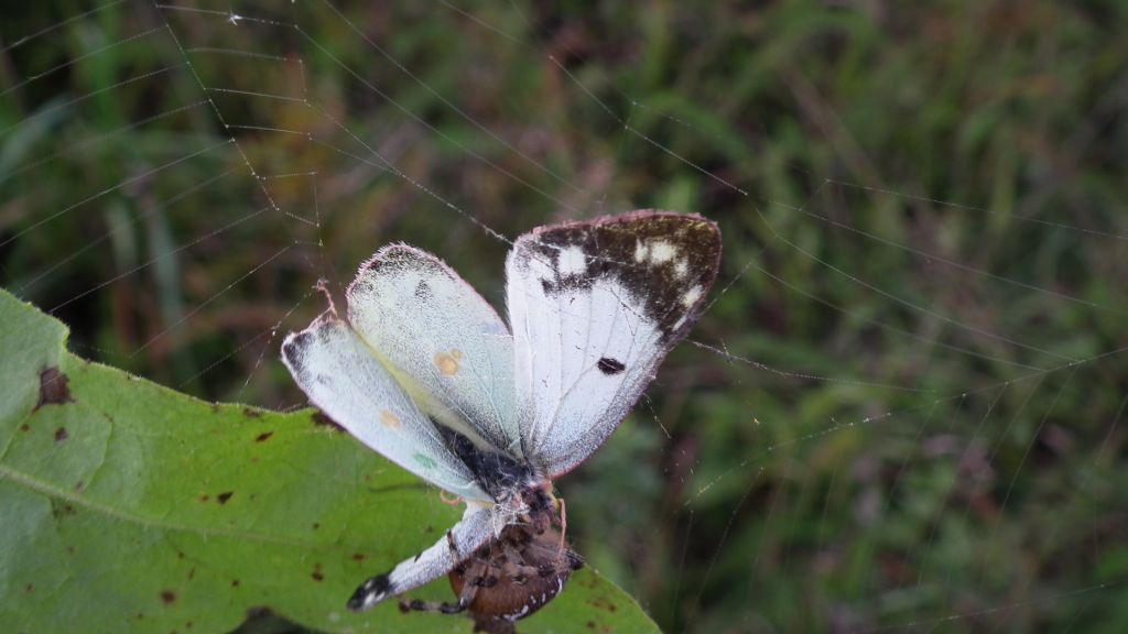 Szlaczkoń siarecznik (Colias hyale)