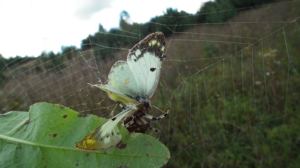 Szlaczkoń siarecznik (Colias hyale)