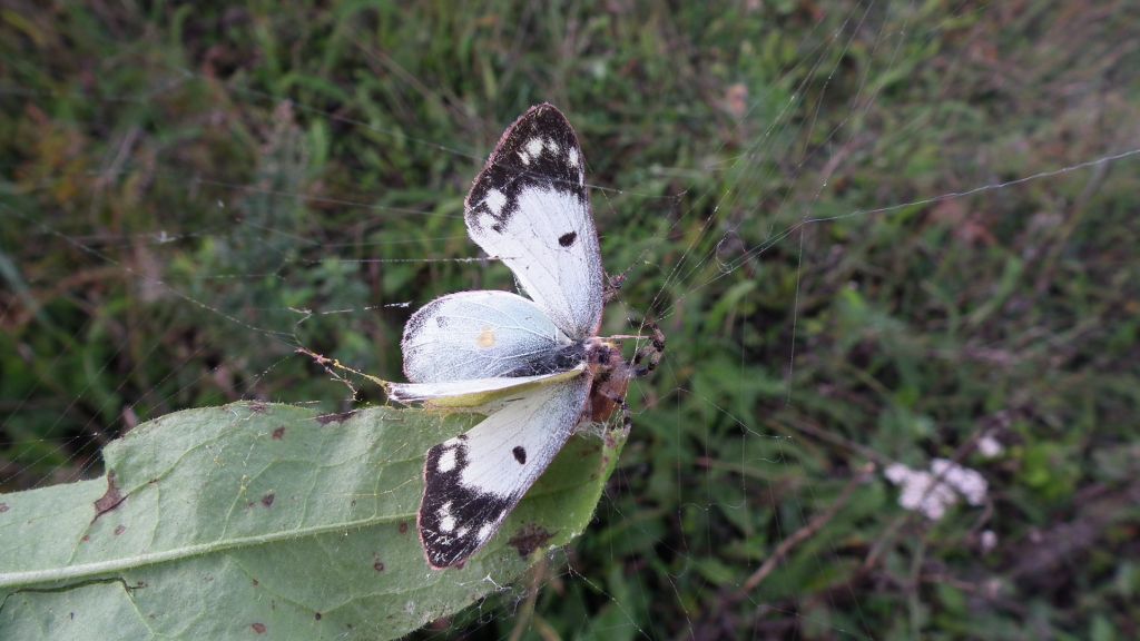 Szlaczkoń siarecznik (Colias hyale)