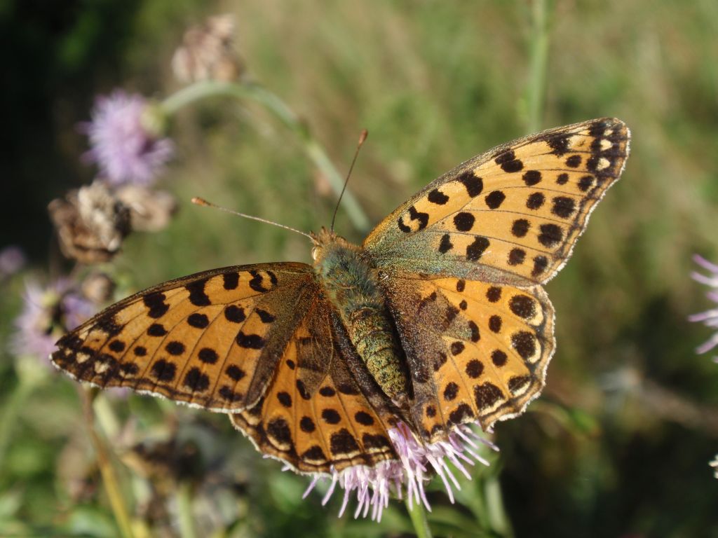 Dostojka latonia (Issoria lathonia) Perłowiec mniejszy