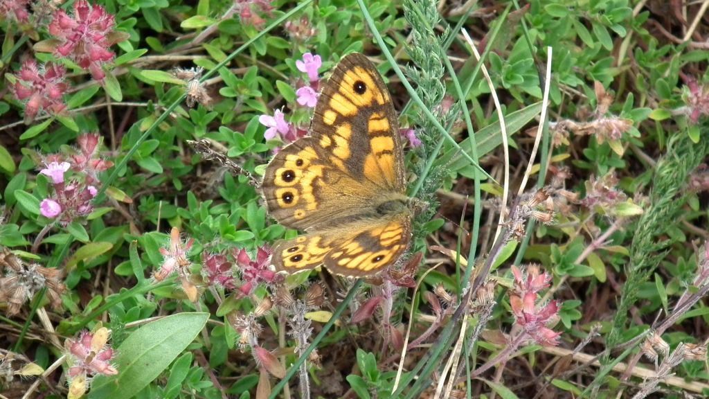 Osadnik megera (Lasiommata megera)