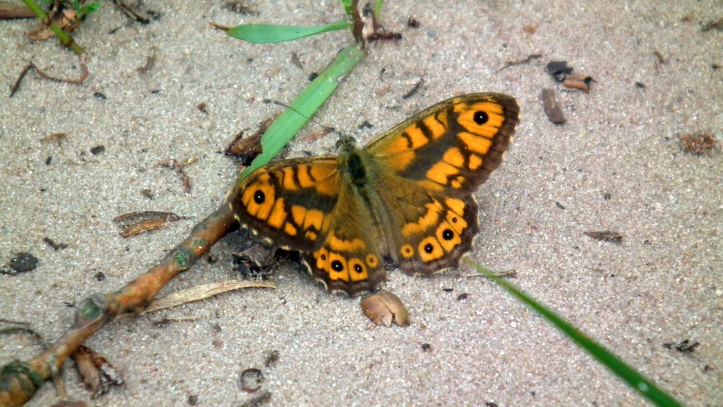 Osadnik megera (Lasiommata megera)