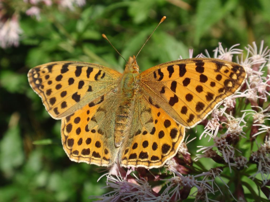 Dostojka latonia (Issoria lathonia)