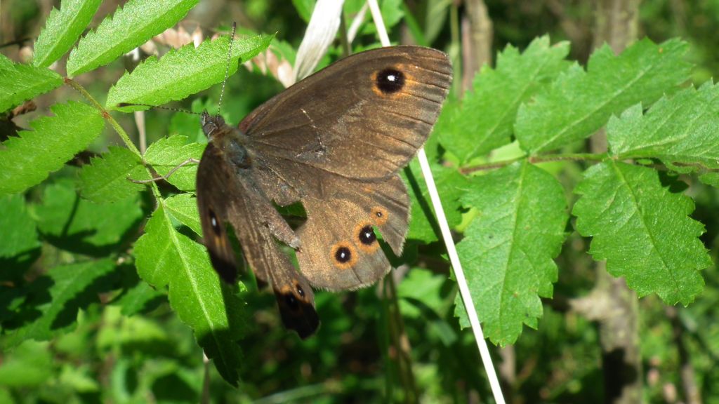 Osadnik kostrzewiec (Lasiommata maera)