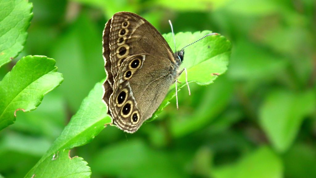Osadnik wielkooki (Lopinga achine)