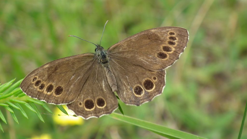 Osadnik wielkooki (Lopinga achine)