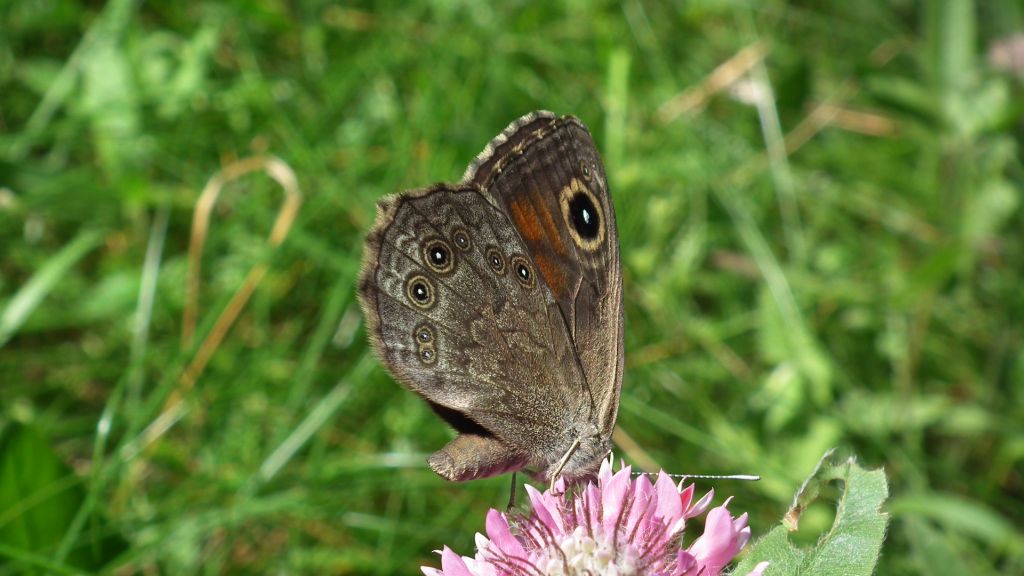 Osadnik kostrzewiec (Lasiommata maera)