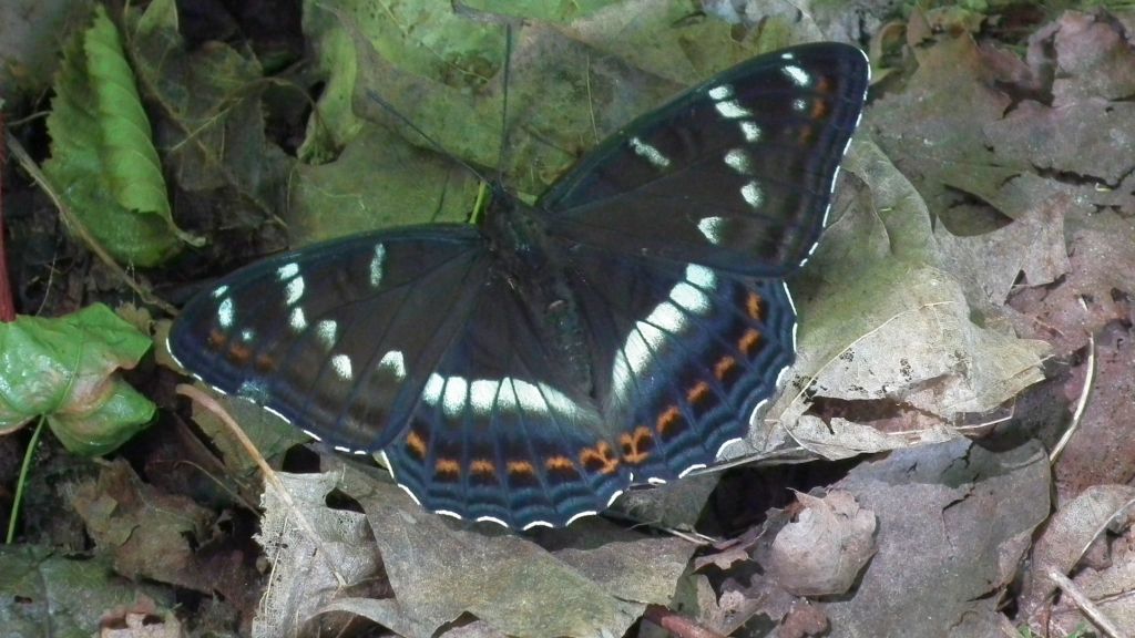 Pokłonnik osinowiec (Limenitis populi)