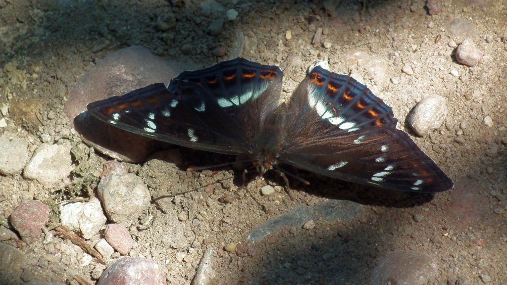 Pokłonnik osinowiec (Limenitis populi)