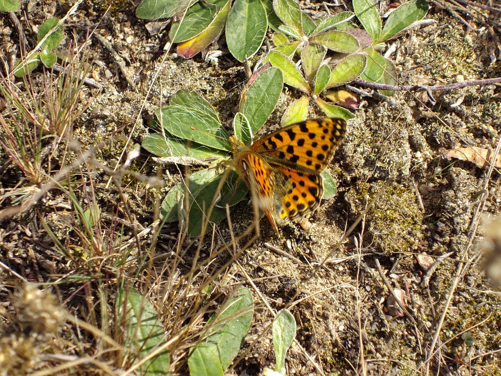 Dostojka latonia (Issoria lathonia)