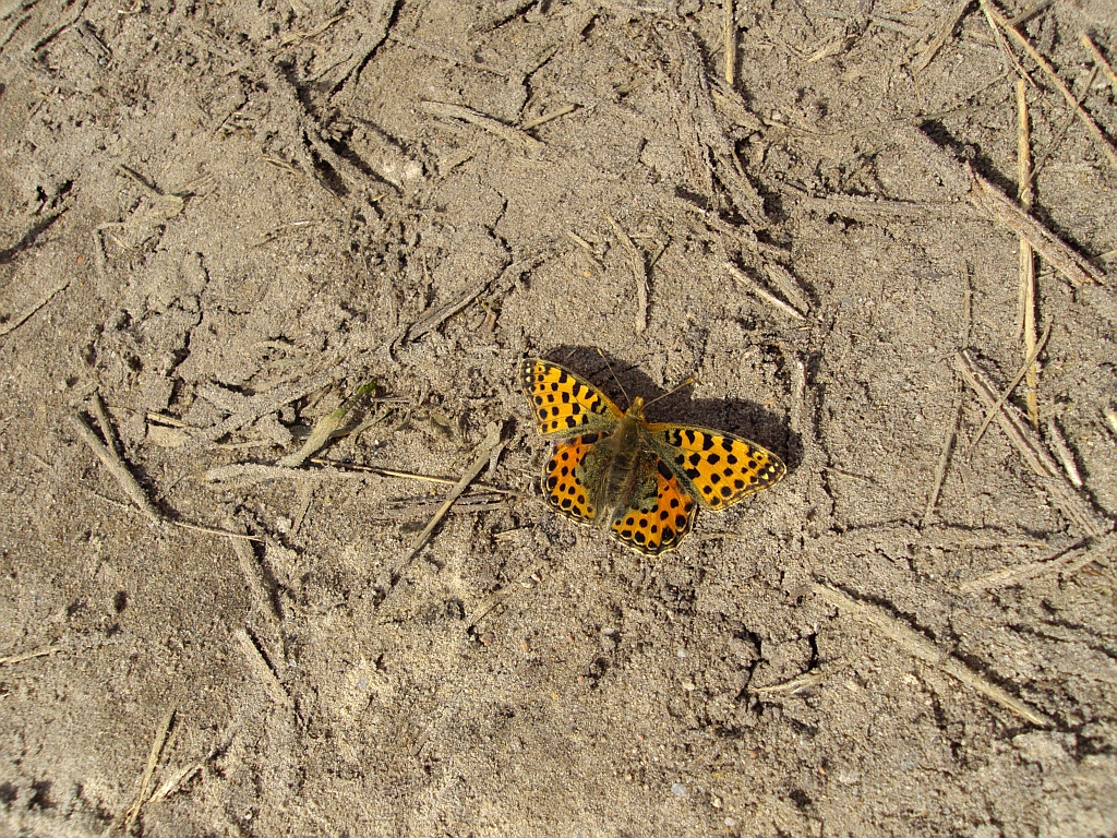 Dostojka latonia (Issoria lathonia)