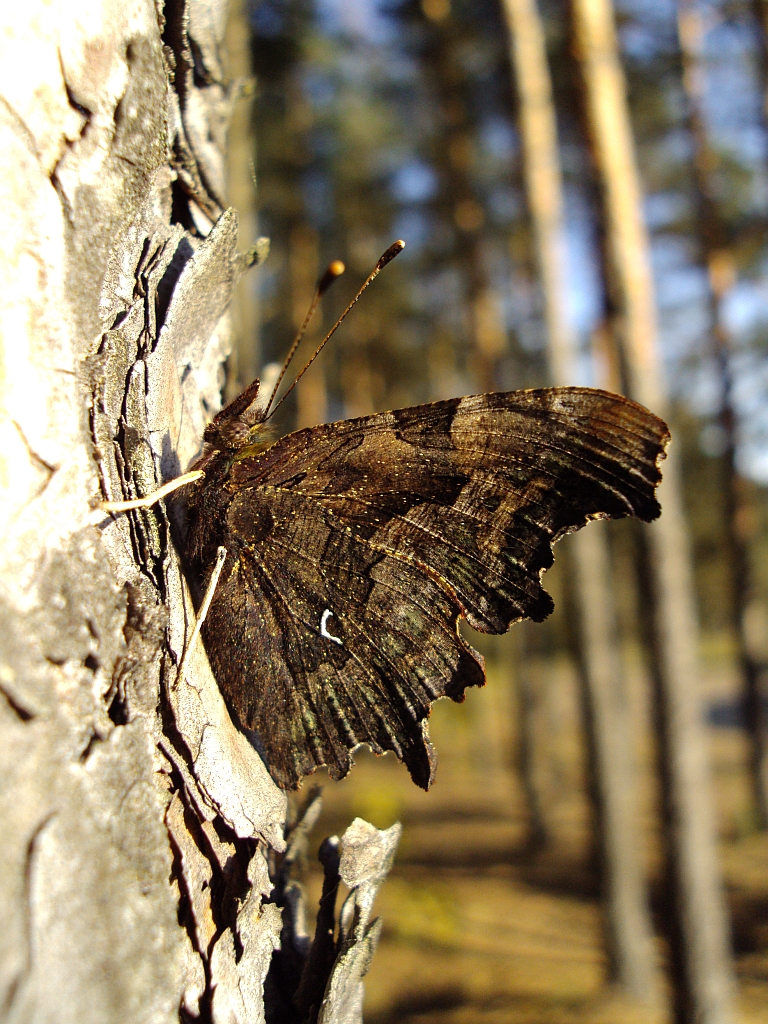 Rusałka ceik (Polygonia c-album)