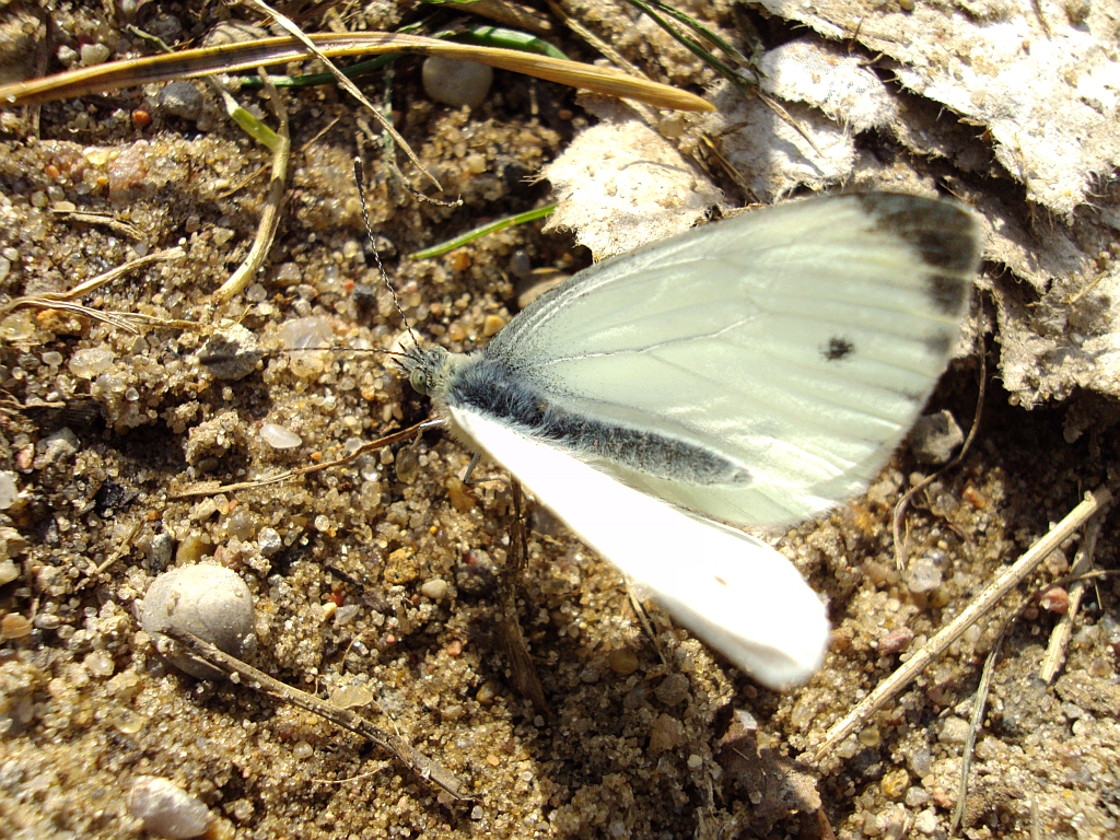 Bielinek rzepnik (Pieris rapae syn. Artogeia rapae)