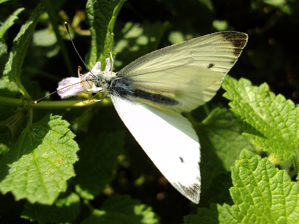 Bielinek rzepnik (Pieris rapae syn. Artogeia rapae)
