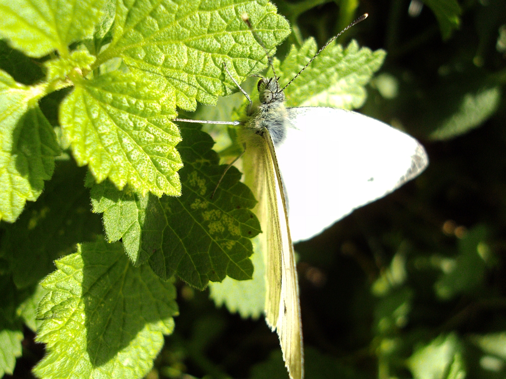 Bielinek rzepnik (Pieris rapae syn. Artogeia rapae)