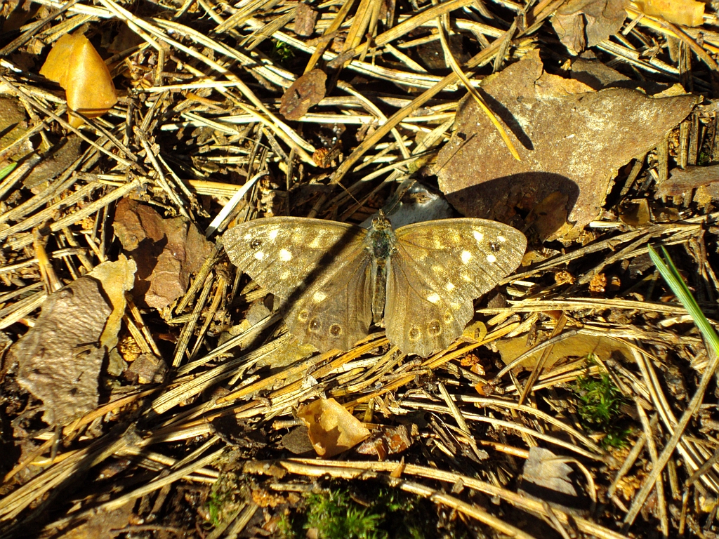 Osadnik egeria (Pararge aegeria)
