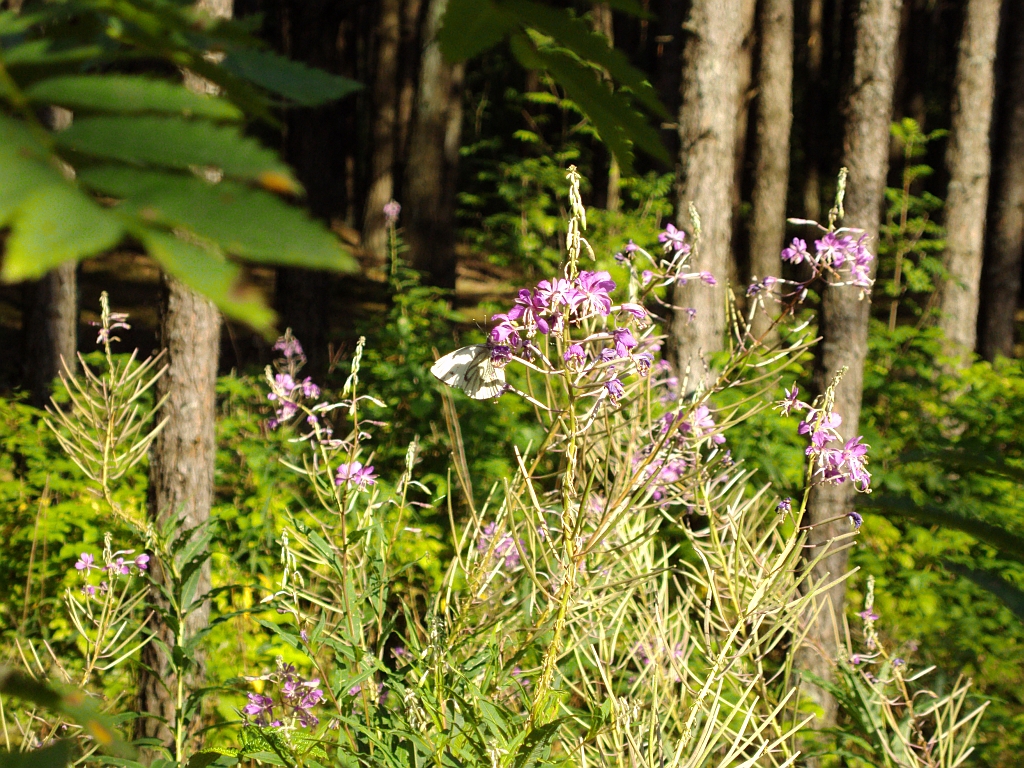 Bielinek kapustnik (Pieris brassicae)