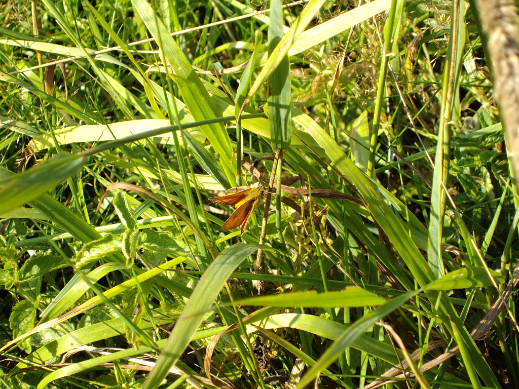 Karlątek kniejnik (Ochlodes sylvanus)