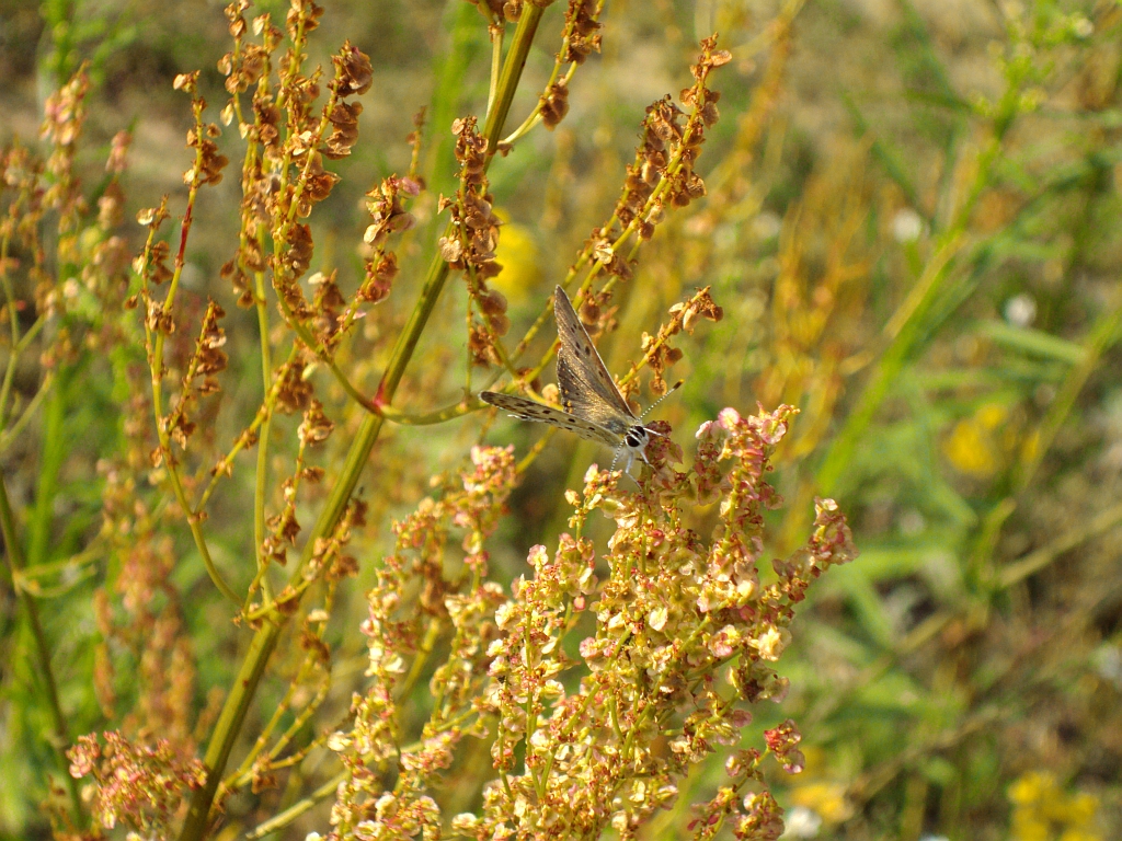 Czerwończyk uroczek (Lycaena tityrus)