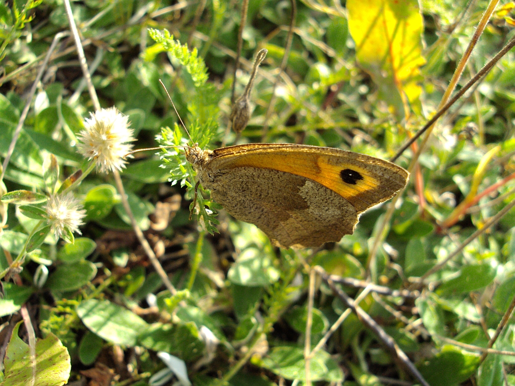 Przestrojnik jurtina/wielki (Maniola  jurtina)