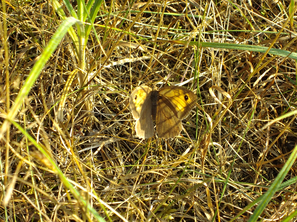 Przestrojnik jurtina/wielki (Maniola  jurtina)