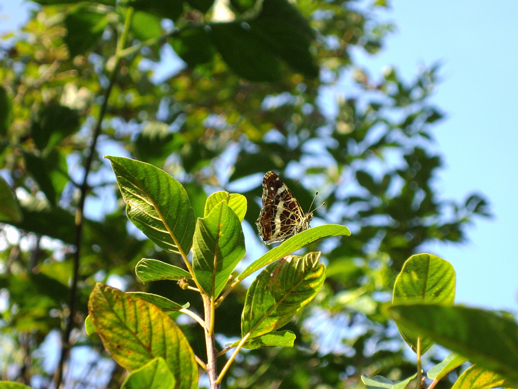 Rusałka kratkowiec (Araschania levana)