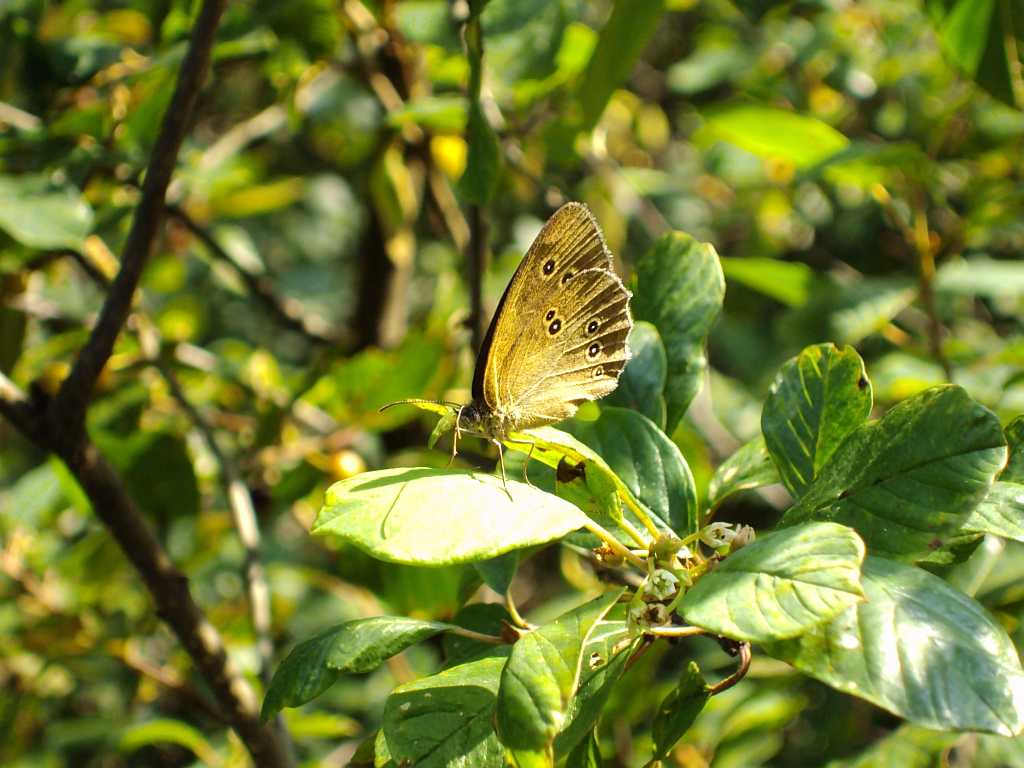 Przestrojnik trawnik (Aphantopus hyperantus)