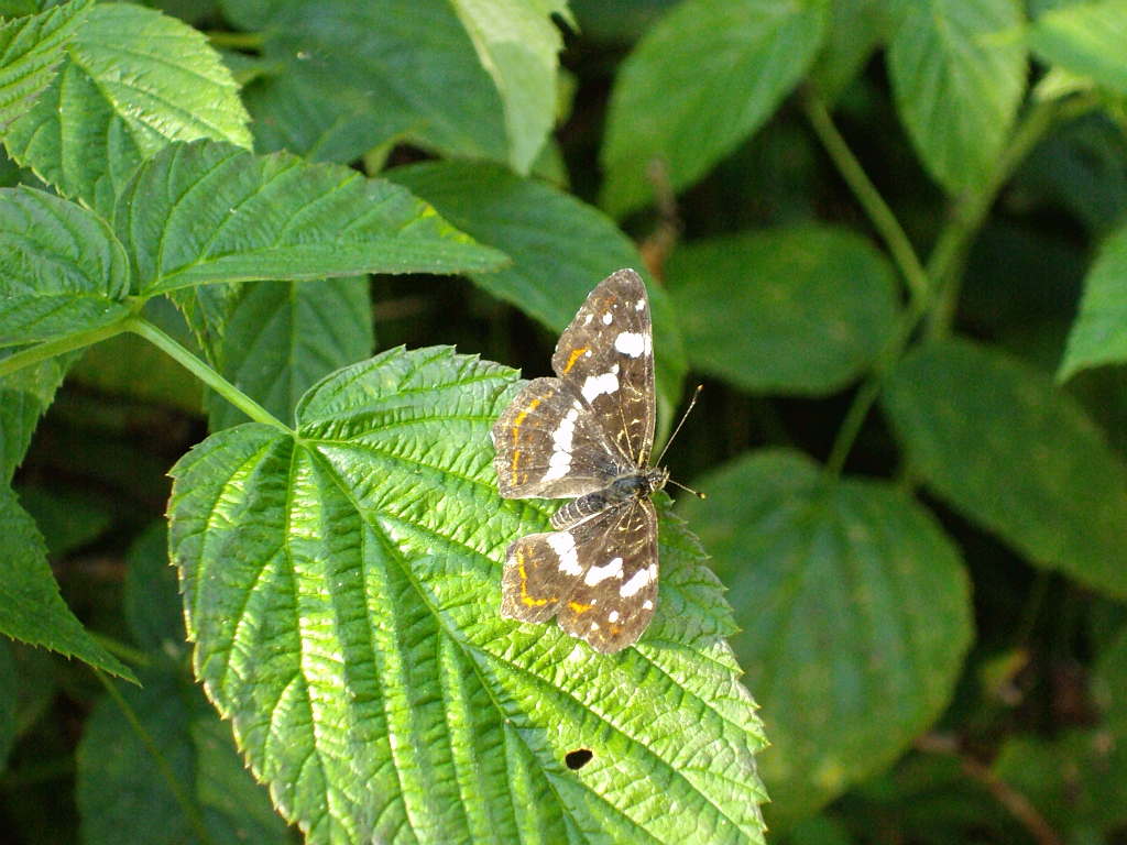Rusałka kratkowiec (Araschania levana)
