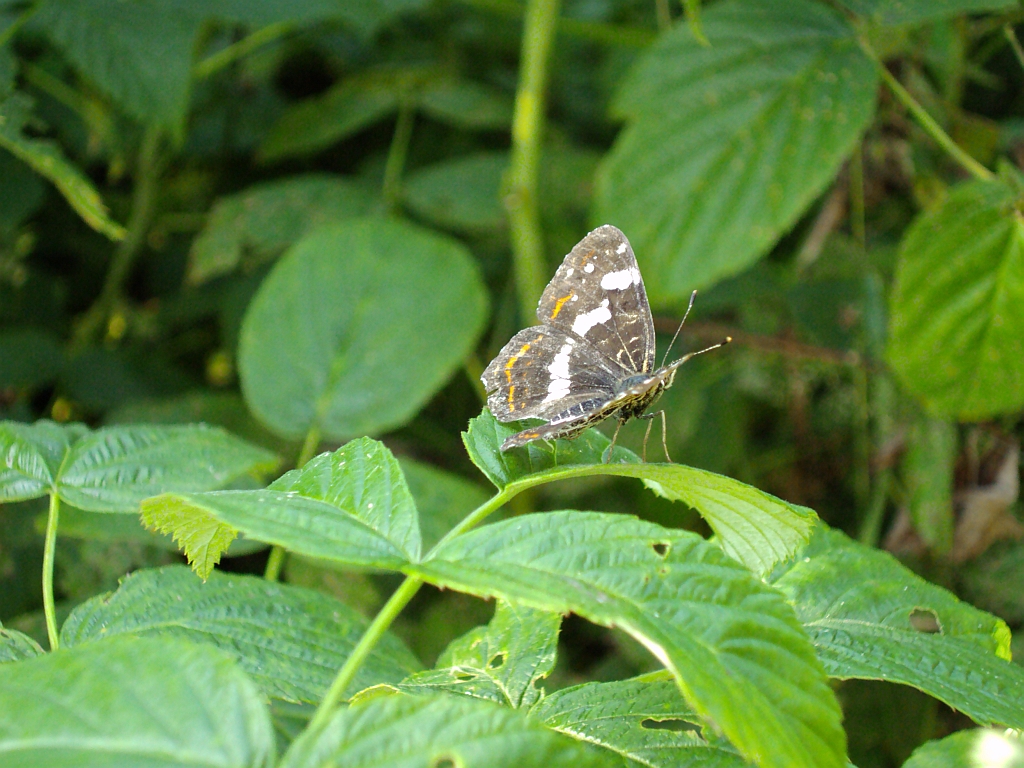 Rusałka kratkowiec (Araschania levana)