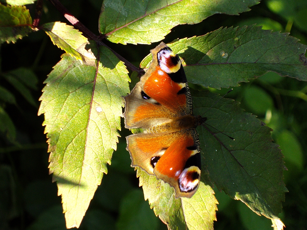 Rusałka pawik (Inachis io)