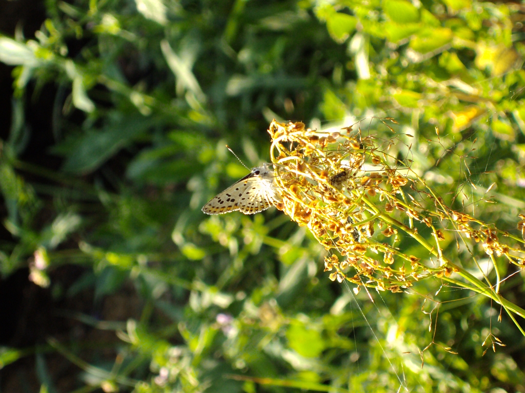 Czerwończyk uroczek (Lycaena tityrus)