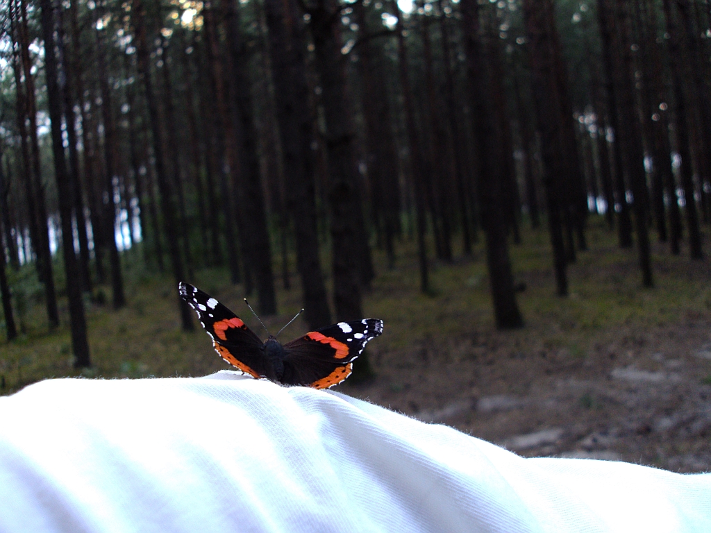 Rusałka admirał (Vanessa atalanta)