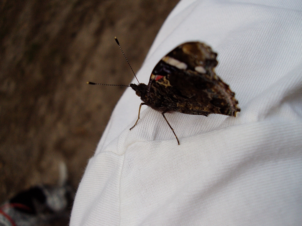 Rusałka admirał (Vanessa atalanta)