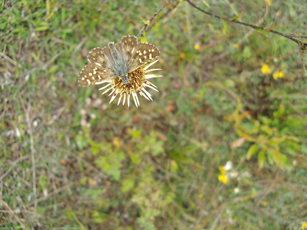 Powszelatek chabrowiec (Pyrgus carthami)