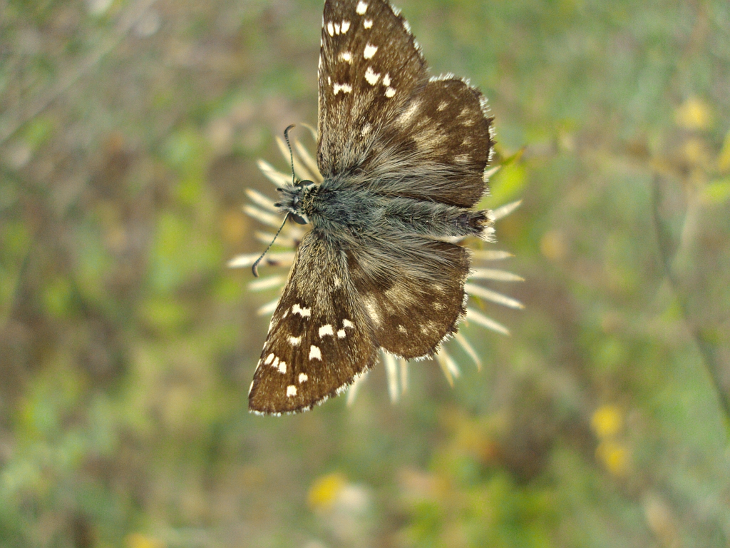 Powszelatek chabrowiec (Pyrgus carthami)