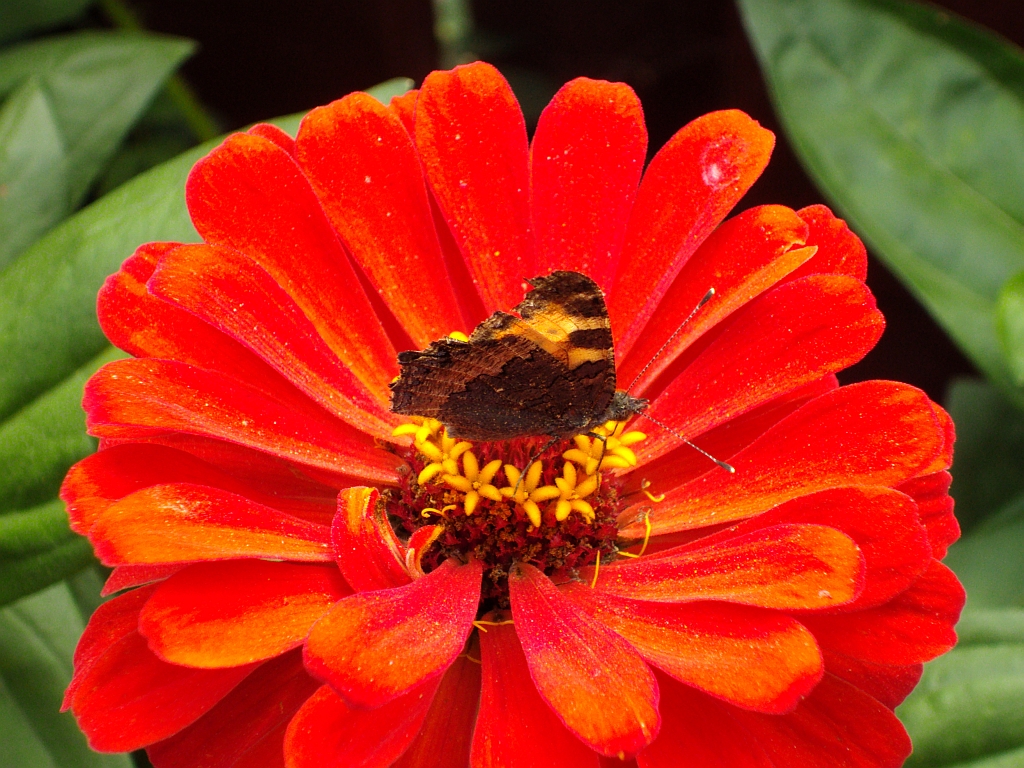 Rusałka pokrzywnik (Aglais urticae)