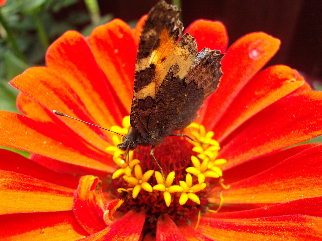 Rusałka pokrzywnik (Algais urticae)