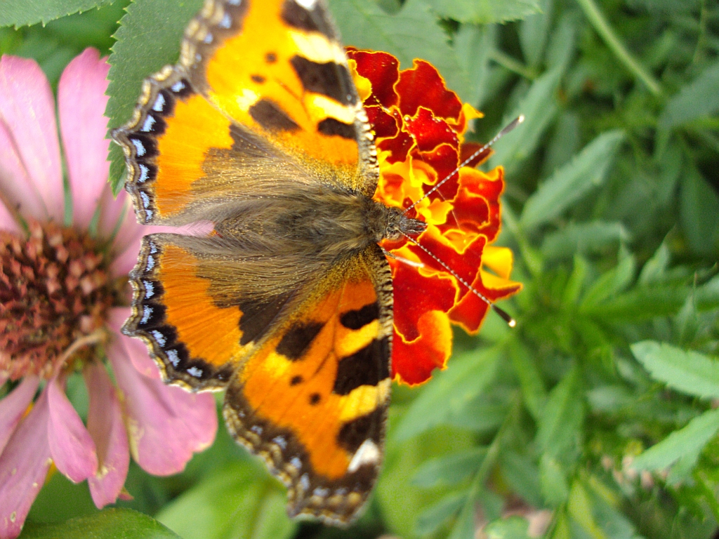 Rusałka pokrzywnik (Algais urticae)