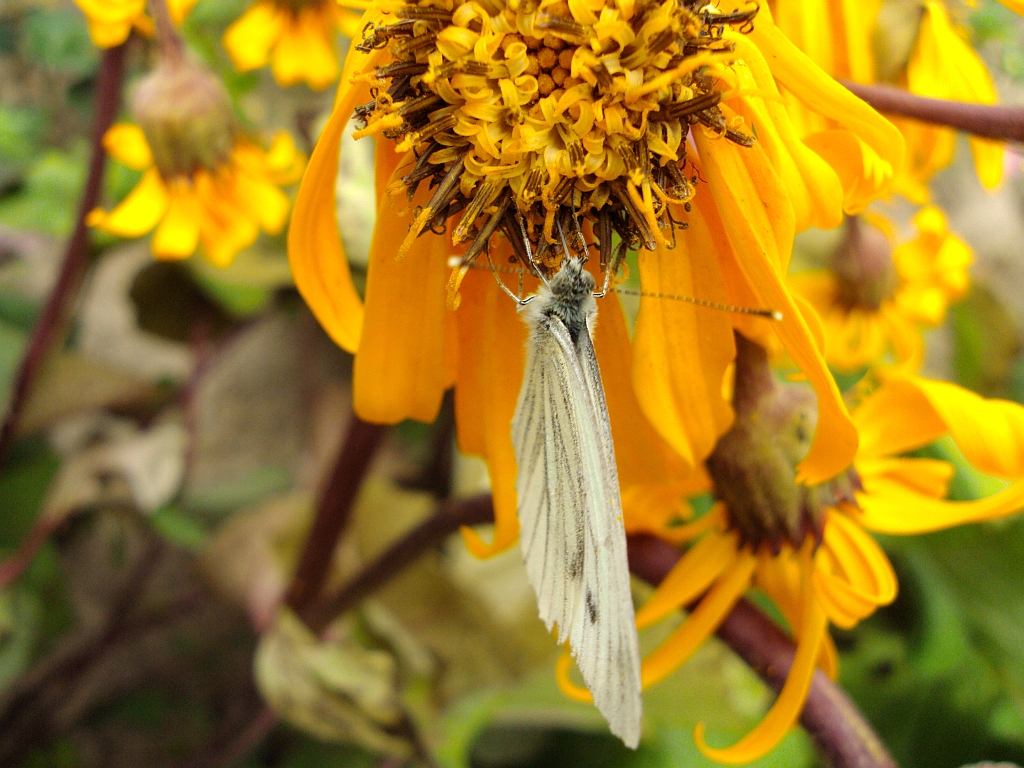 Bielinek bytomkowiec (Pieris napi)
