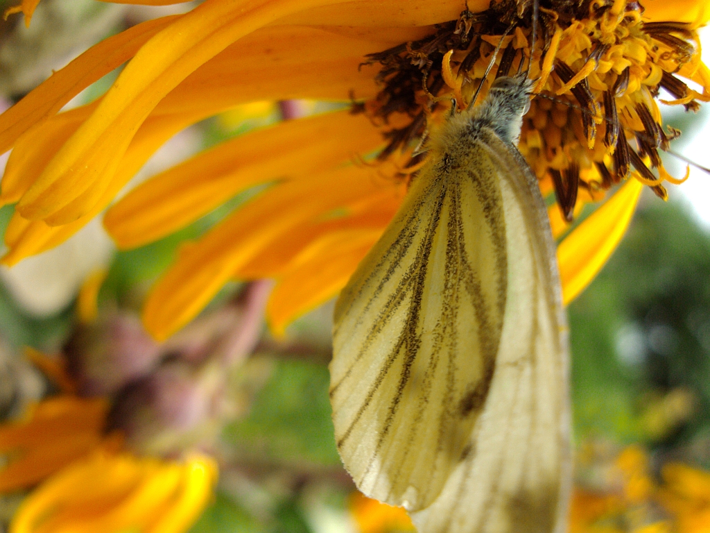 Bielinek bytomkowiec (Pieris napi)