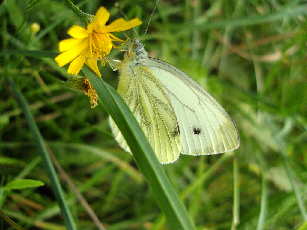 Bielinek rzepnik (Pieris rapae syn. Artogeia rapae)
