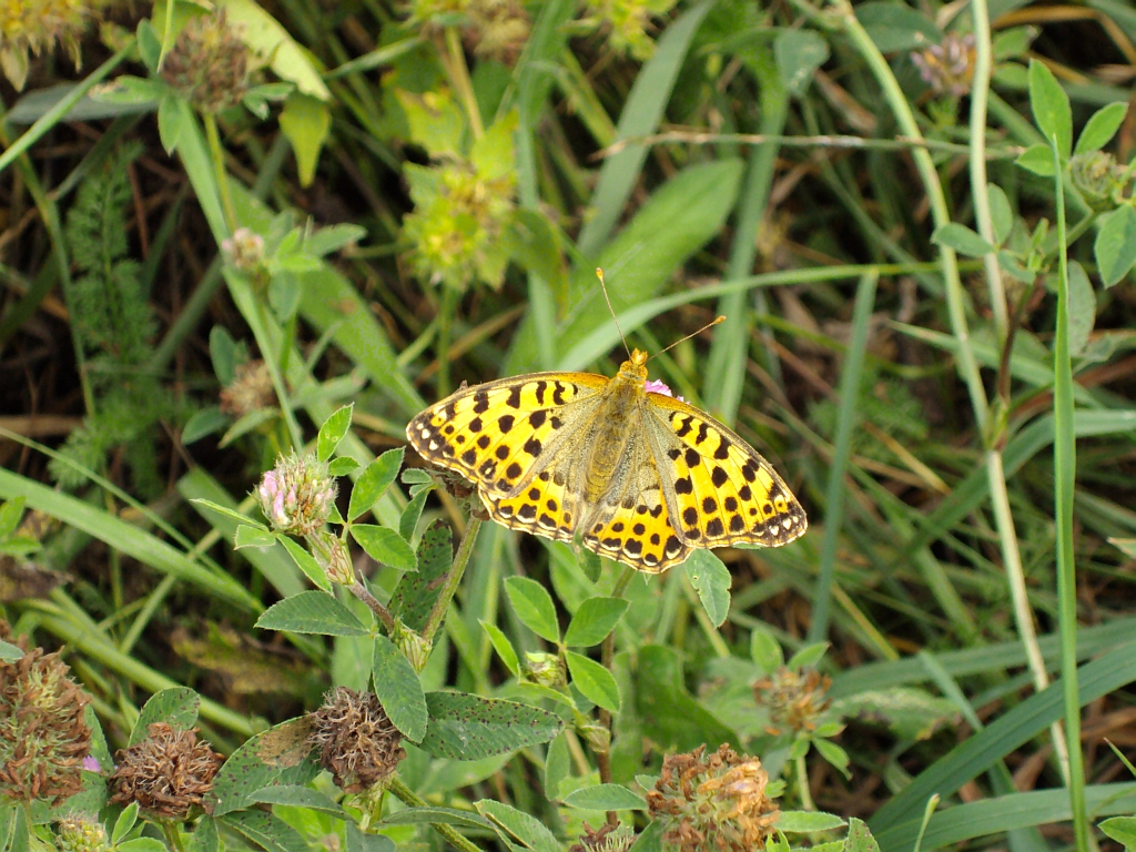 Dostojka latonia (Issoria lathonia)
