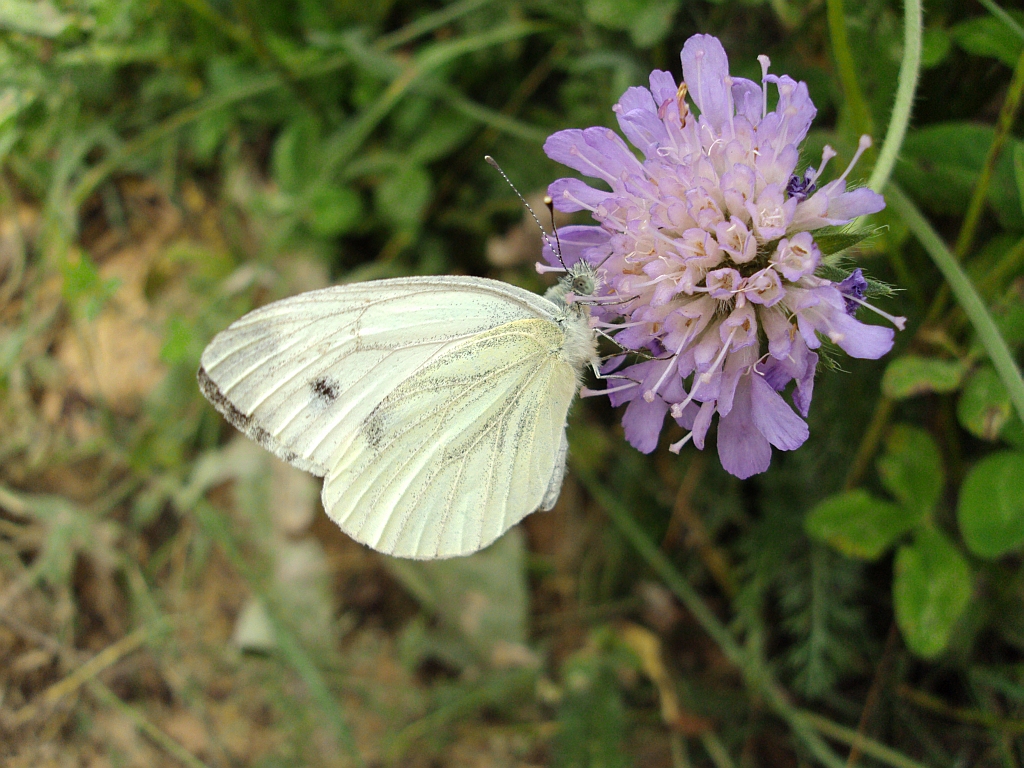 Bielinek rzepnik (Pieris rapae syn. Artogeia rapae)