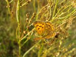 Czerwończyk dukacik (Lycaena virgaureae)