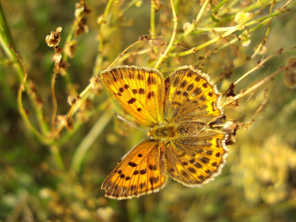 Czerwończyk dukacik (Lycaena virgaureae)