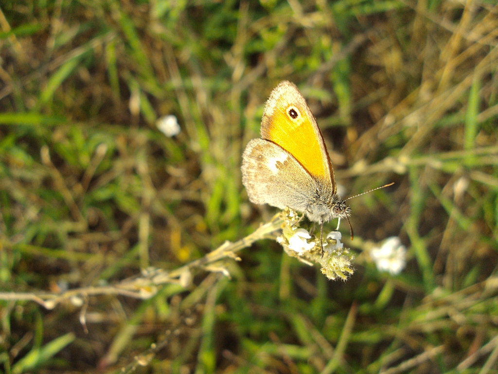 Strzępotek ruczajnik (Coenonympha pamphilus)