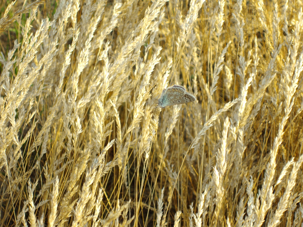Modraszek ikar (Polyommatus icarus)